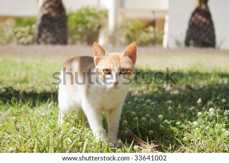 Red white cat standing in grass, looking at viewer. Frontal view.