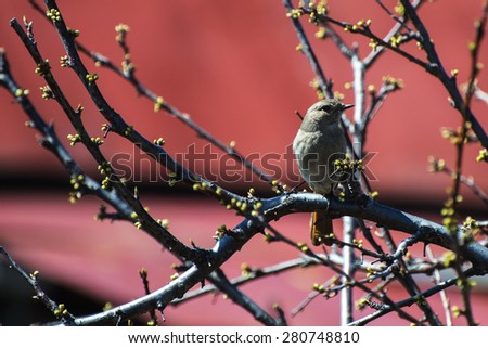 A little bird. Spring bird flew back home to build a nest.