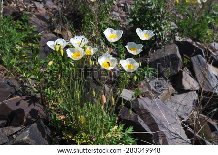 Flowers on the rocks.
 In the mountains on the rocks grow beautiful flowers.