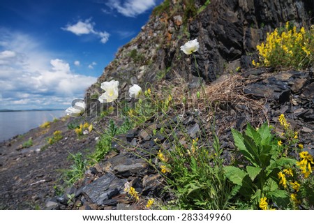 Flowers on the rocks.
 On the coastal rocks grow beautiful flowers.