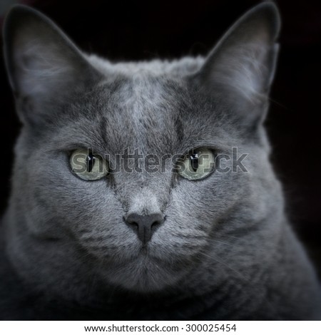 Closeup portrait of a female Russian Blue cat