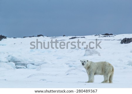 Polar bear in south Spitsbergen