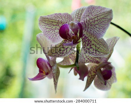 Beautiful white orchid isolated against an English country garden