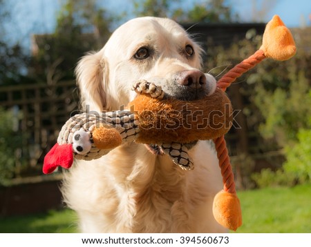 A happy dog holding a soft toy
