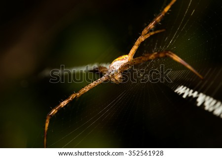 Big spider hanging on its web in the forest