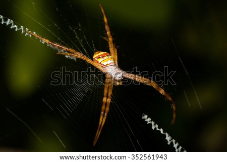 Big spider hanging on its web in the forest