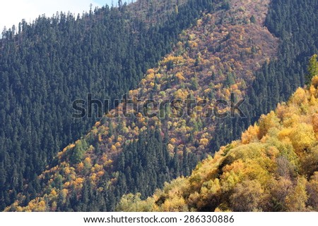 Basong measures,Gongbo\'gyamda,Nyingchi,Tibet,China : Autumn forest