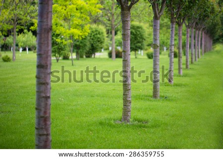 Trees shrubs herbs Forest Nature