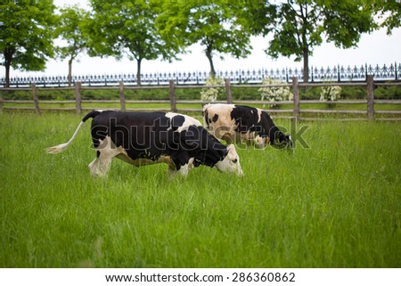 cow spotty grass sky nature trees cows eating