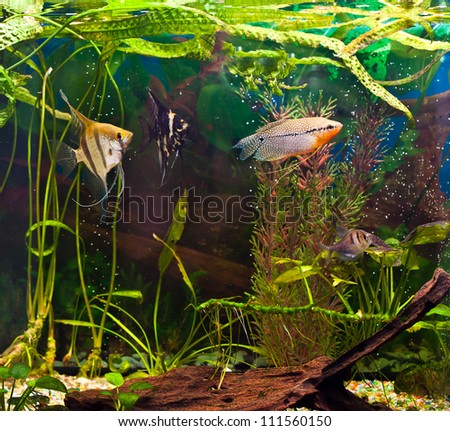 fish angelfish in a tropical fish tank with many plants