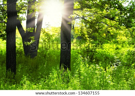 Sunlight in the green forest .green forest  sunrise.Green trees in park and sunlight