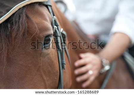 Closeup Of A Horse Head With Detail On The Eye And On Rider Hand. Harnessed Horse Being Lead - Close Up Details. A Stallion Horse Being Riding. A Picture Of An Equestrian On A Brown Horse In Motion