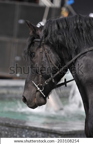 Closeup of a horse head with detail on the eye. Harnessed horse being lead - close up details. A stallion horse being riding. Black horse in motion