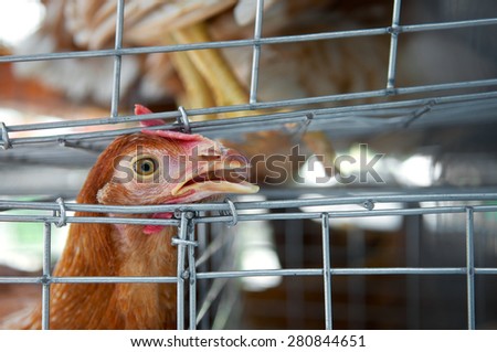 Sad chicken or hen in the cages. Sick chicken. Epidemic, bird flu, health problems. Loneliness and sadness for sell in the market. Close up.