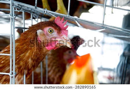 Angry chicken or hen in the cages for sell in the market. Torture animals. Domestic animal businesses for food. Close up.