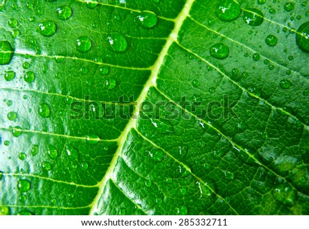 Leave and water drops detail, Leaf with raindrop. Top view. Close up.
