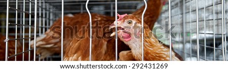 Little chicken or hen in the cages for sell in the market. Feeding food. Torture animals. Domestic animal businesses for food. Close up.