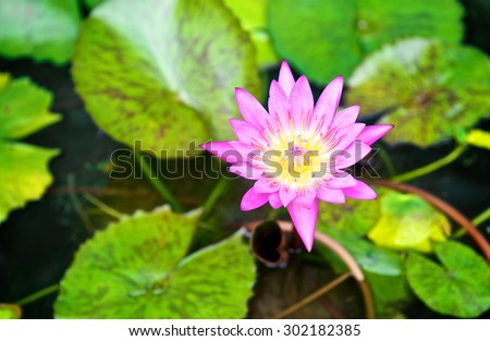 Top view of pink lotus flower pond. Buddha flower. Close up.