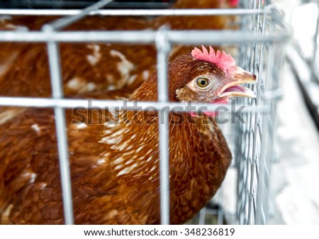 Chicken in the cages for sell in the market. Torture animals. Domestic animal businesses for food. Close up.
