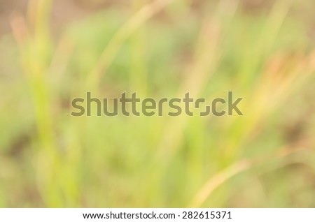 Beautiful blurred derive from nature use as background