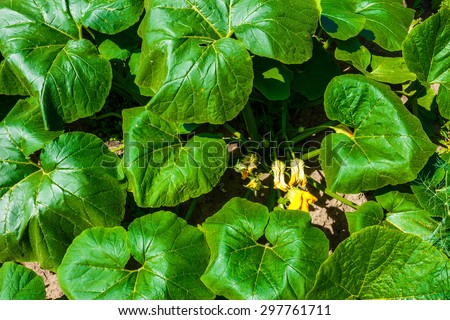 shrub with green leaves and yellow flowers, squash, growing in the garden, summer, vegetables, plants