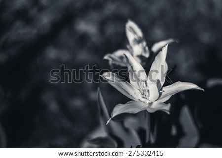 dark flower
