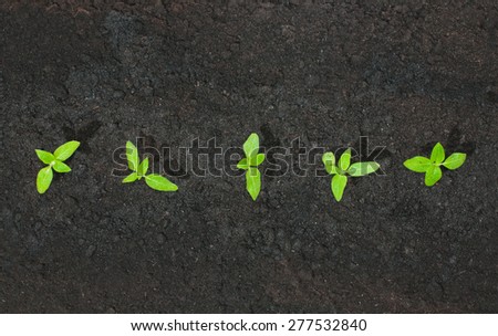Young green seedlings growing in the soil. Top view