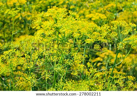 Blooming fennel seeds growing in the garden. Herbs and plants for cooking and medicine