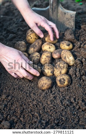 Harvesting potatoes. Female hand harvested fresh organic potatoes.