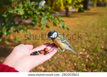 Tit eat seeds with hands in autumn park