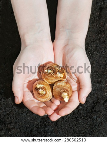 The bulbs of daffodils in the Women's hands above the ground