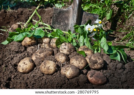 Harvesting potatoes. Fresh organic potatoes on the ground and shovel