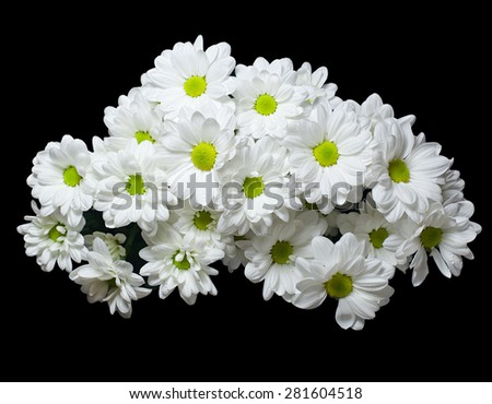 The bouquet of white flowers of a chrysanthemum isolated on black background.