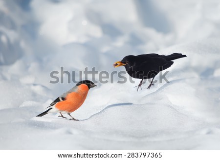 Bullfinch bird and blackbird in the snow in winter.