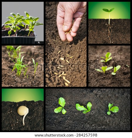 Spring planting seeds and seedlings into the soil. Gardening, growing vegetables and grains