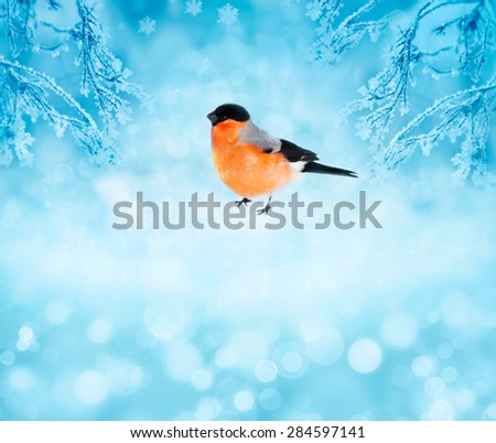 Winter bird bullfinch in the snow. Christmas card with space for text.