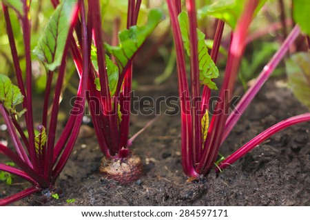 growing beetroot on the vegetable bed.
