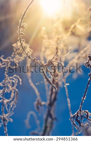 Plants in the frost, sun-lit. Winter card