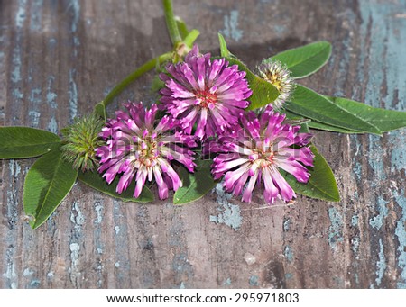 Red clover flowers on wooden background close-up.