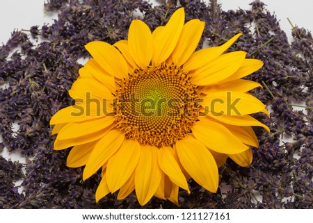 Sunflowers and Lavender  isolated on white background