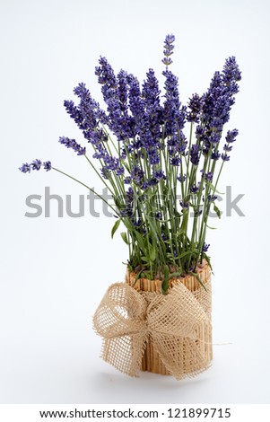 Lavender  isolated on white background