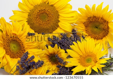 Sunflowers and Lavender  isolated on white background