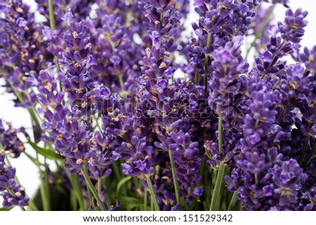 Lavender  isolated on white background