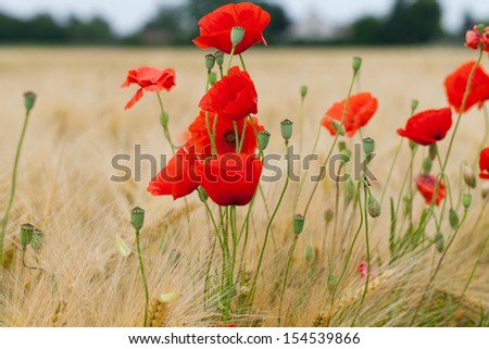 red poppies on the corn-field
