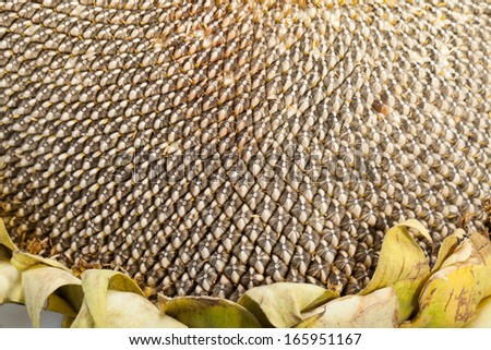 Ear with large sunflower seeds