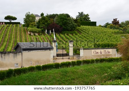 Vineyard in the famous wine making region - Loire Valley , France