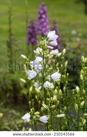 Campanula or canterbury bells flowers