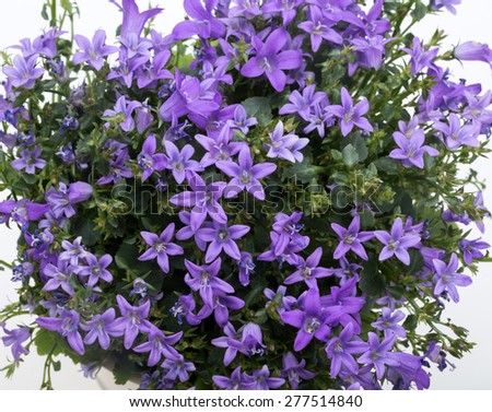Beautiful vivid purple spring flower bush Dalmatian bellflower (Campanula portenschlagiana)