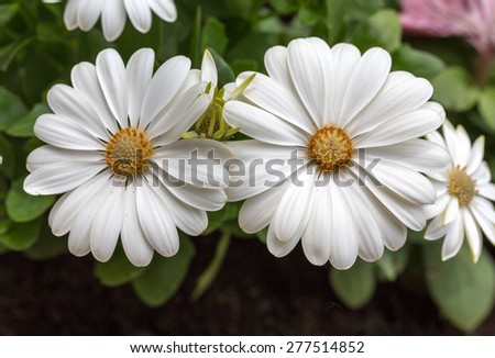 White cape  daisy in garden