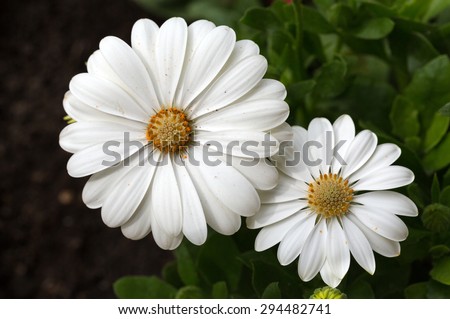 White cape  daisy in garden